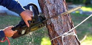 Reliable Garden City, NY Tree Care Services Solutions