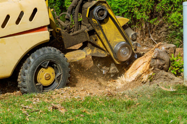 Best Palm Tree Trimming  in Garden City, NY