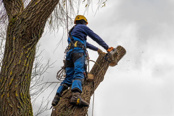 Best Utility Line Clearance  in Garden City, NY