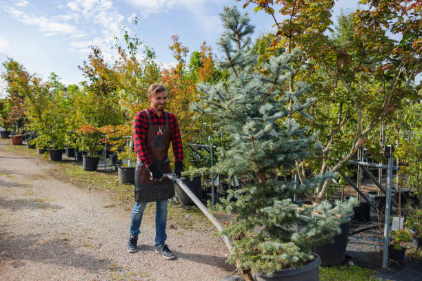 Best Tree and Shrub Care  in Garden City, NY