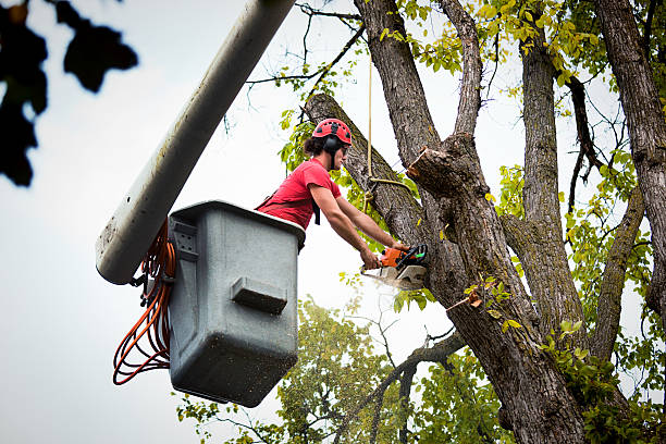  Garden City, NY Tree Care Services Pros